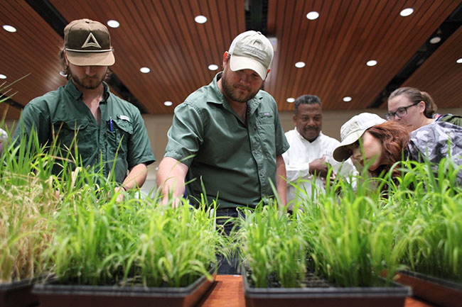 People looking over table of rice plants.