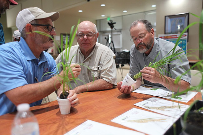 Men closely examining rice plants
