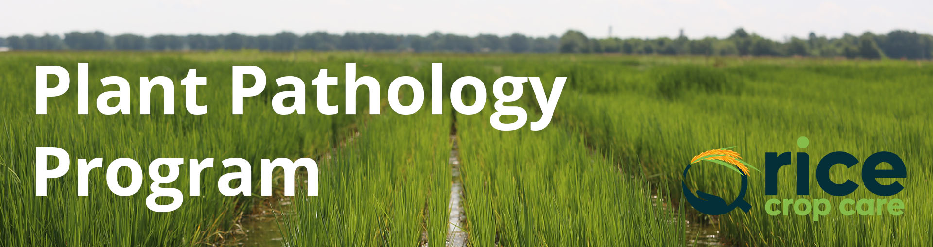Plant Pathology Program, Rice Crop Care