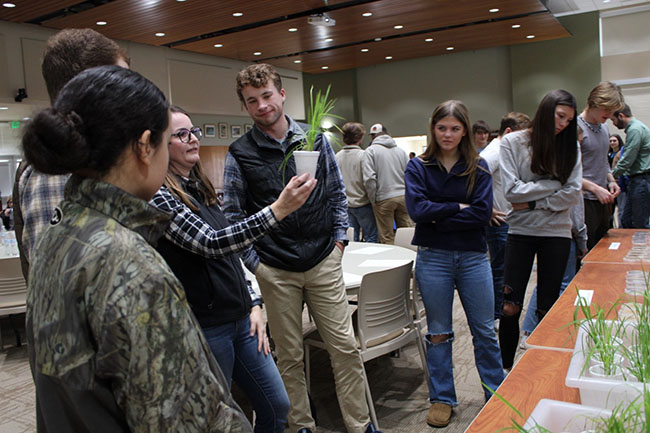 High school students examining rice plants.