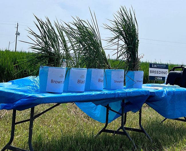 Table with various grown rice plants.